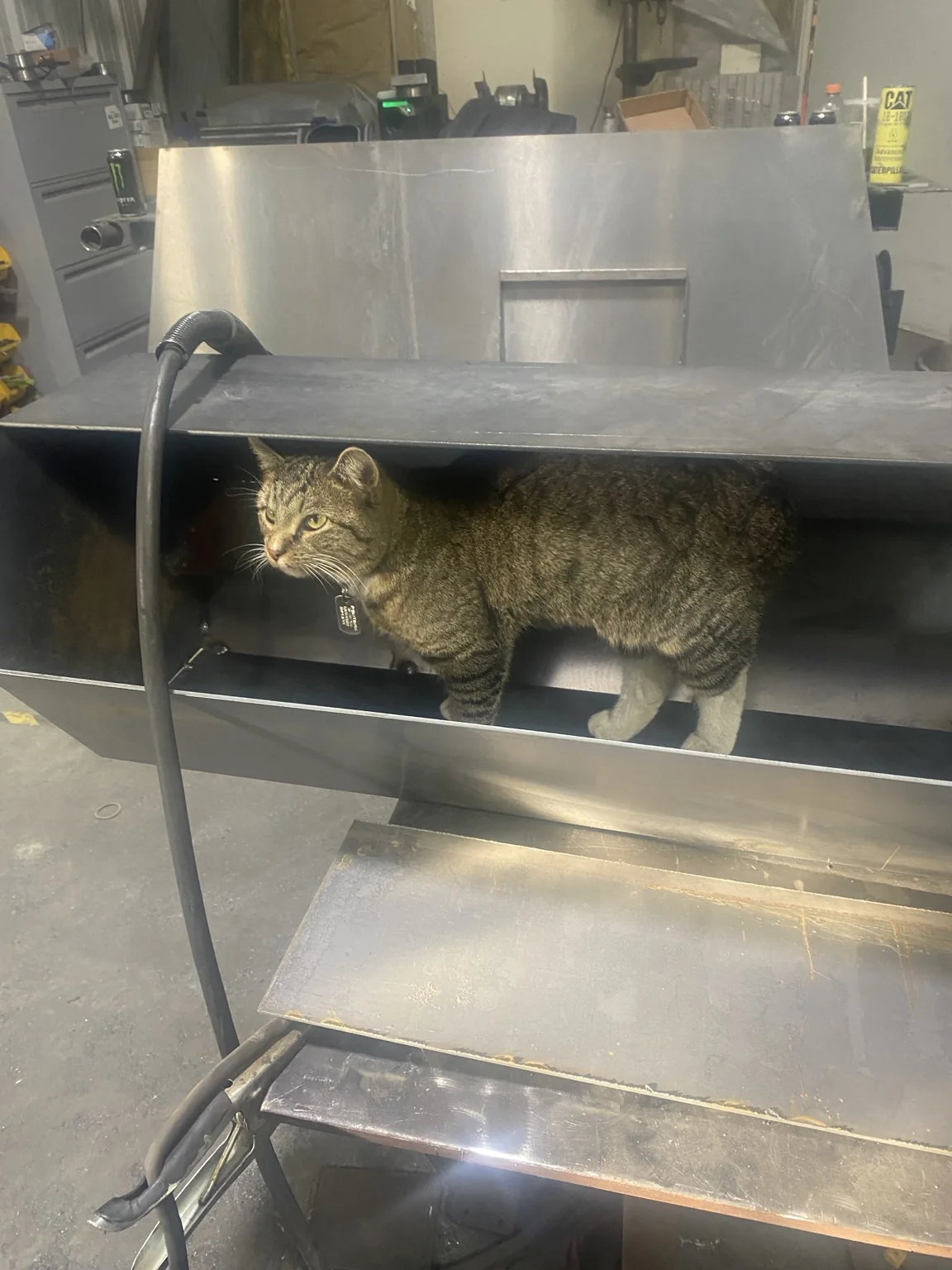Shop cat Bagels inside a geometric steel photo-display pillar before the final panel was installed